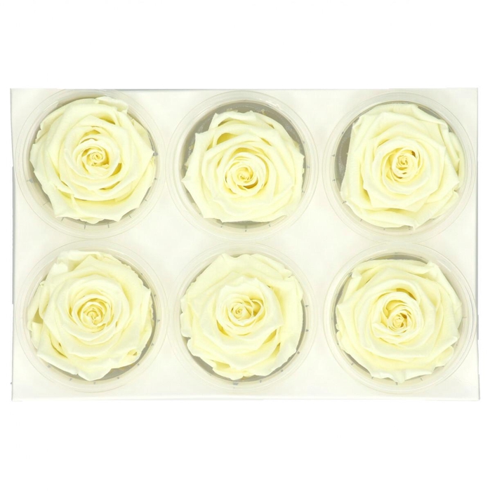 <h4>Preserved Rose 6cm</h4>