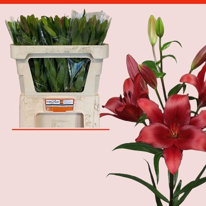 <h4>LI LA BRIANZA</h4>