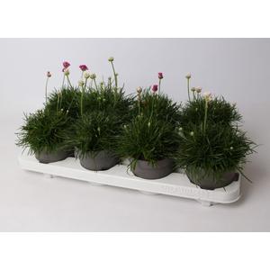 Armeria maritima Kerstmix