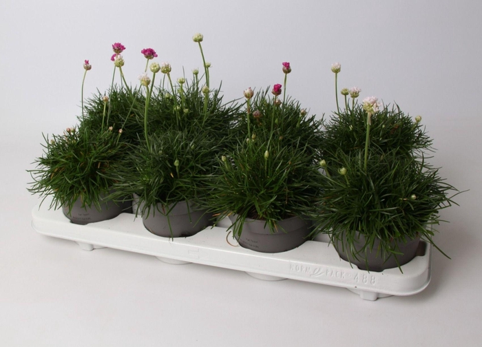 <h4>Armeria maritima mix</h4>