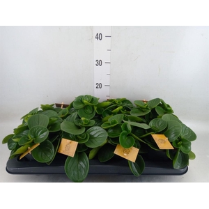 Peperomia obt. 'Red Canyon'