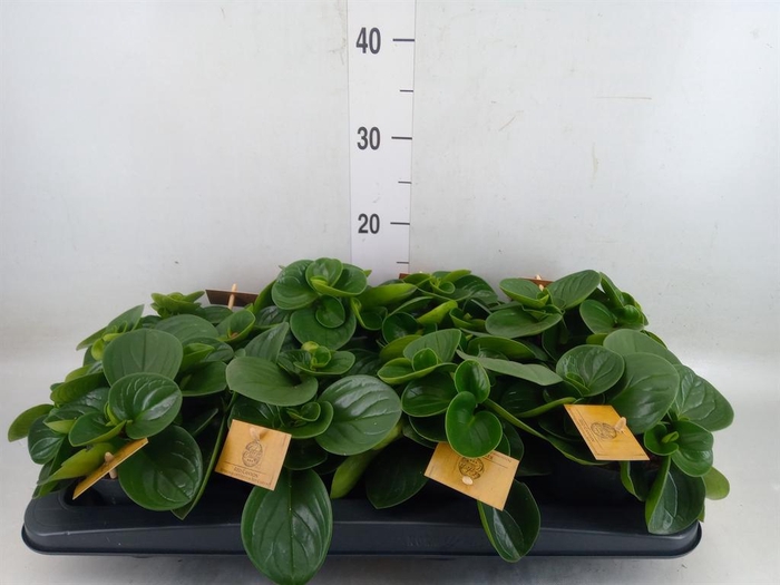 <h4>Peperomia obt. 'Red Canyon'</h4>