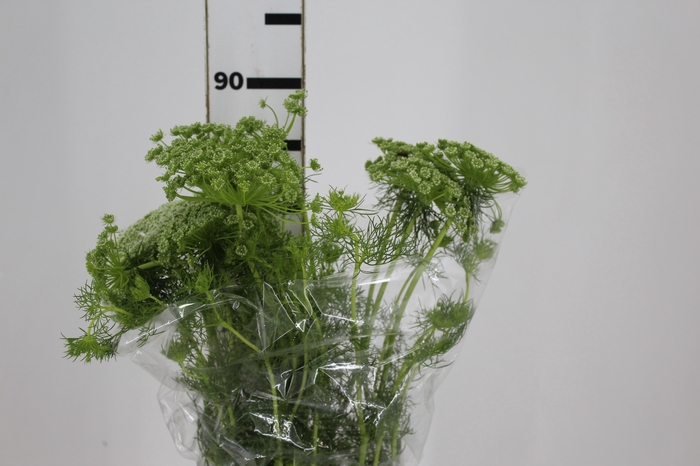<h4>AMMI MAJUS 070 CM</h4>