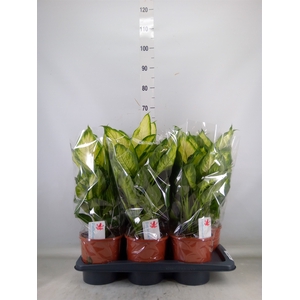 Dieffenbachia  'Camilla'