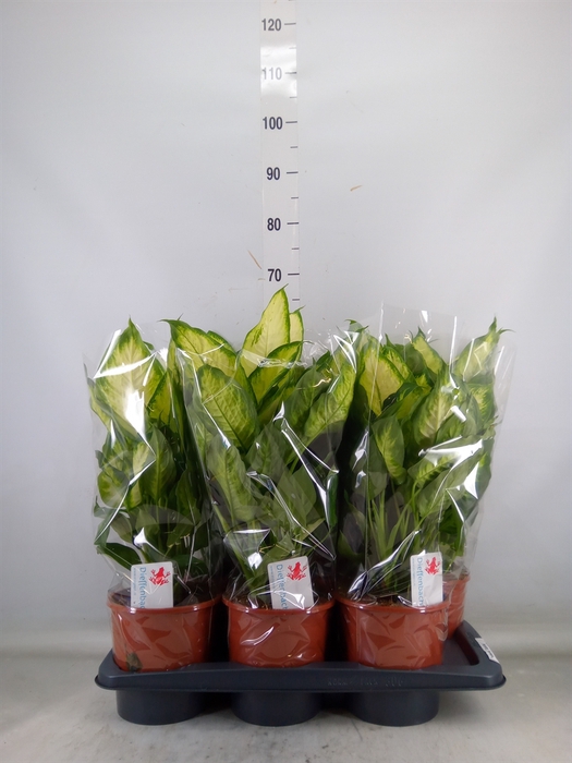 <h4>Dieffenbachia  'Camilla'</h4>