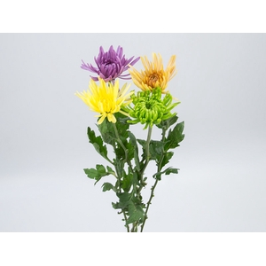 ANASTASIA VARIADA 080 CM VARIADA