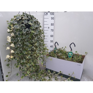 Hedera Helix White Wonder 23Ø 100cm