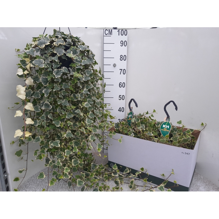 <h4>Hedera Helix White Wonder 23Ø 100cm</h4>
