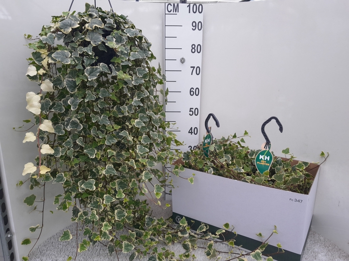 Hedera Helix White Wonder 23Ø 100cm