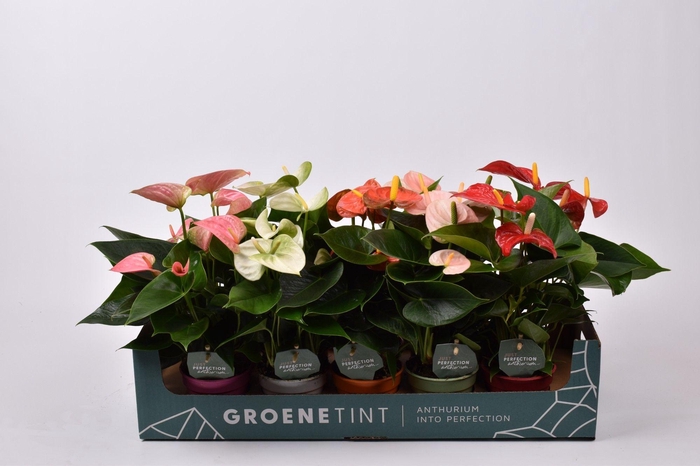 <h4>Anthurium 9 cm gemengd in kartonnen showdoos</h4>