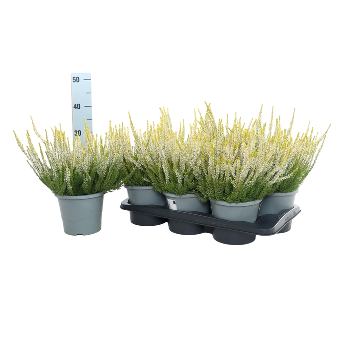 <h4>CALLU BL MIXK</h4>