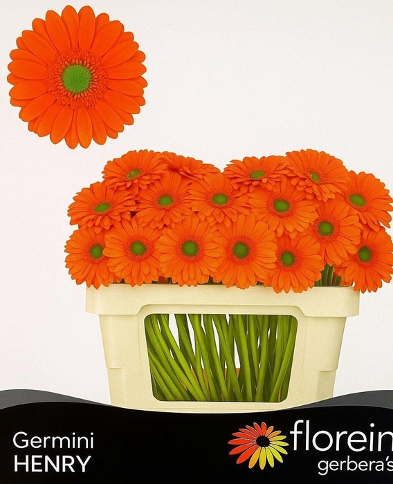 <h4>GE MI HENRY</h4>