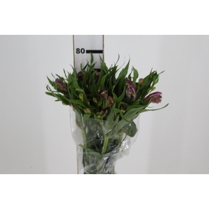 ALSTROEMERIA FLORENTINA 080 CM