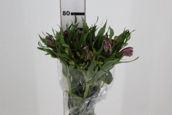 <h4>ALSTROEMERIA FLORENTINA 080 CM</h4>