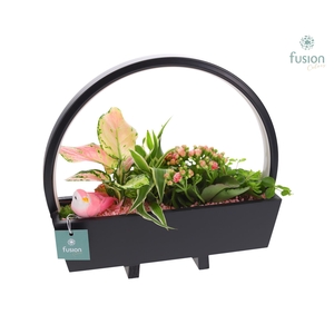 Lamp LED boog hout met arrangement