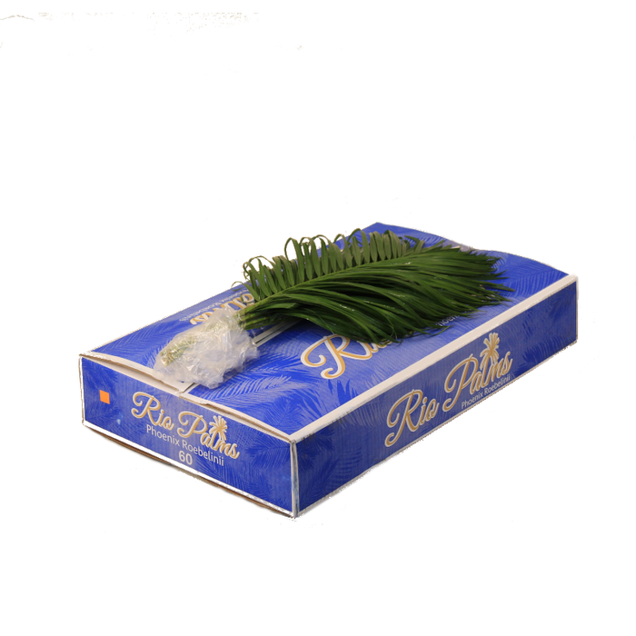 PHOENIX ROEBELINII 60 CM RIO PALMS