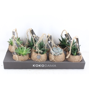arr3 Kokoplant - Succulenten mix x8