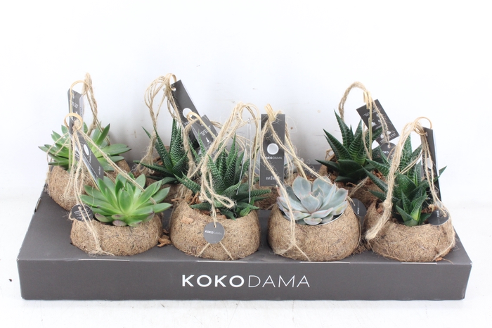 <h4>arr3 Kokoplant - Succulenten mix x8</h4>