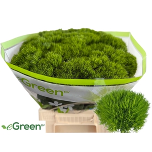 DI BARB GREEN WICKY