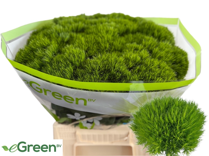 <h4>DI BARB GREEN WICKY</h4>