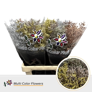 Limonium Kerst Mix Metallic