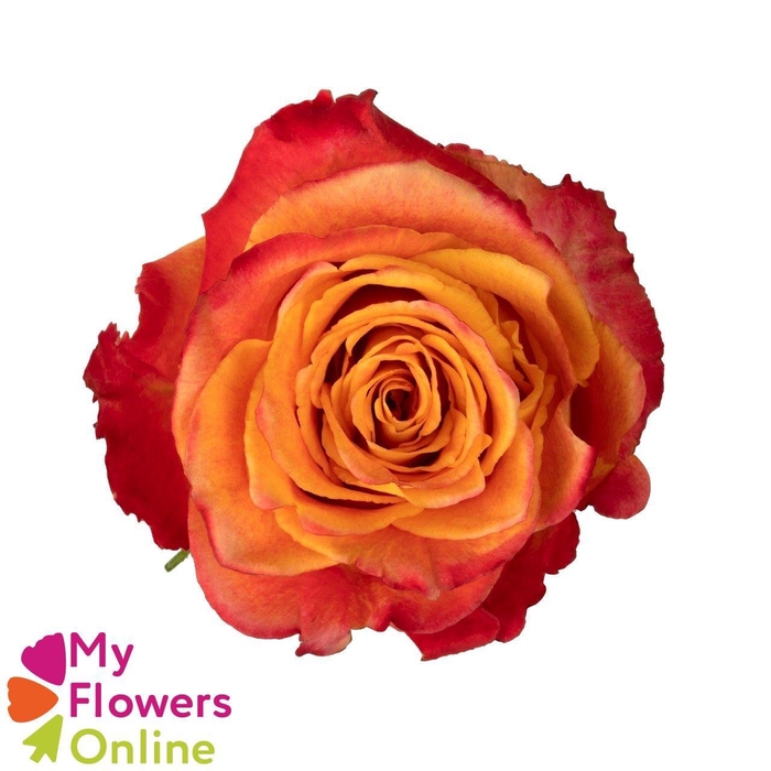 <h4>R Gr Silantoi@ Bicolor 60cm EC</h4>