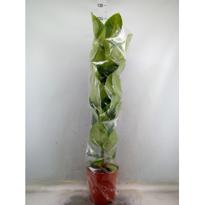 Ficus altissima