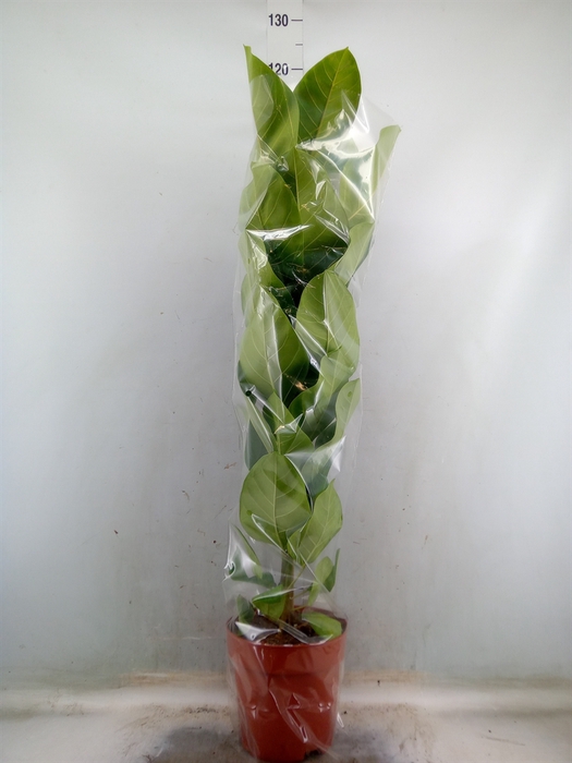 <h4>Ficus altissima</h4>