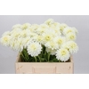 Dahlia Snow Cap