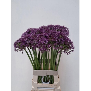 Allium Grootbloemig