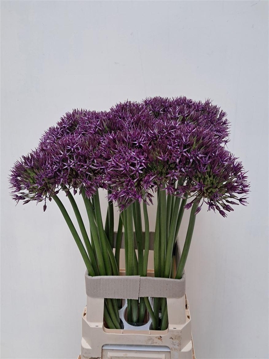 <h4>Allium Grootbloemig</h4>