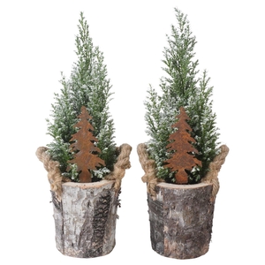 PTK25170 Ellwoodii met sneeuw in hout pot met decoratie