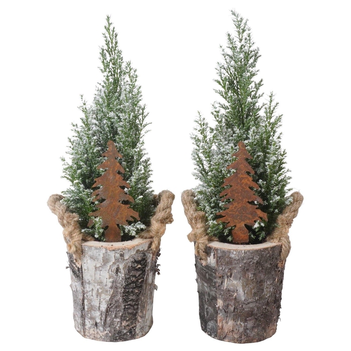 <h4>PTK25170 Ellwoodii met sneeuw in hout pot met decoratie</h4>