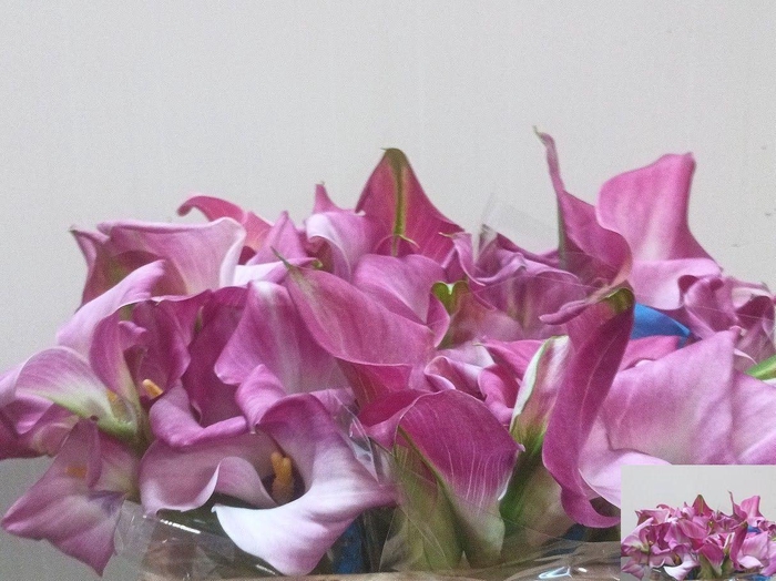 <h4>CALLA FANTASIA ZANT FANTASIA</h4>