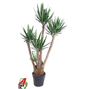 Yucca Elephantipes vertakt