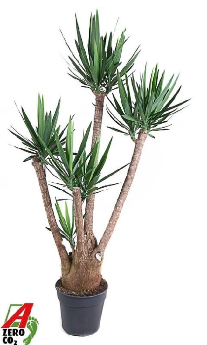 <h4>Yucca Elephantipes vertakt</h4>