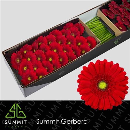 <h4>Gerbera mini Phoenix</h4>