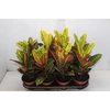 CROTON HIBRIDO PETRA P15