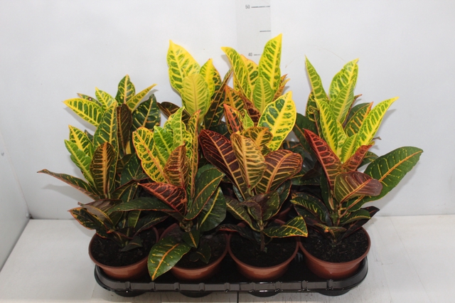 <h4>CROTON HIBRIDO PETRA P15</h4>