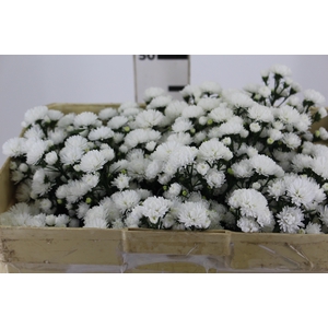 ASTER MARIANA 050 CM