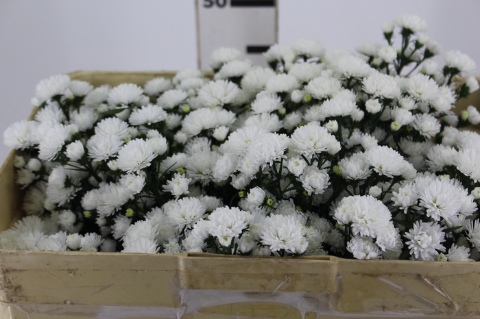 <h4>ASTER MARIANA 050 CM</h4>