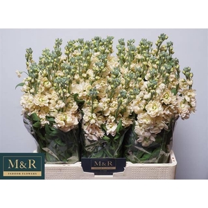MATTH AIDA APRICOT