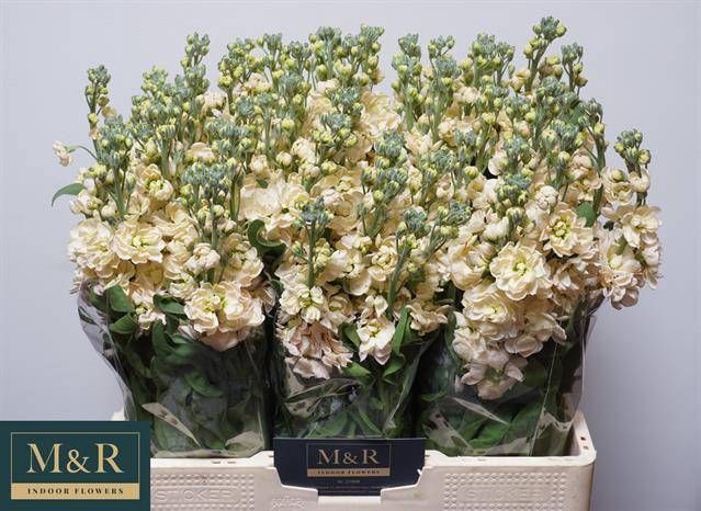 <h4>MATTH AIDA APRICOT</h4>