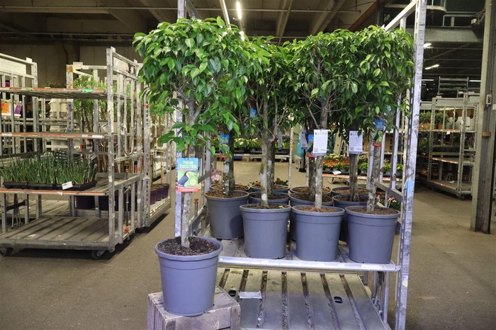 <h4>Fic Benjamina Ov</h4>