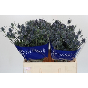 Eryngium Blue Dynamite