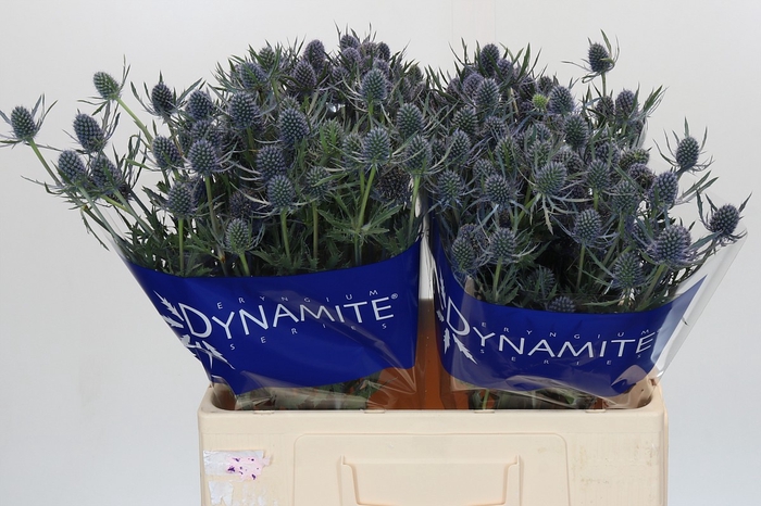 <h4>Eryngium Blue Dynamite</h4>