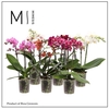 Phalaenopsis MF mix 9Ø 40cm 2st 16fl