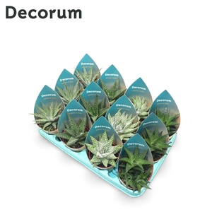 Haworthia Mix P8.5