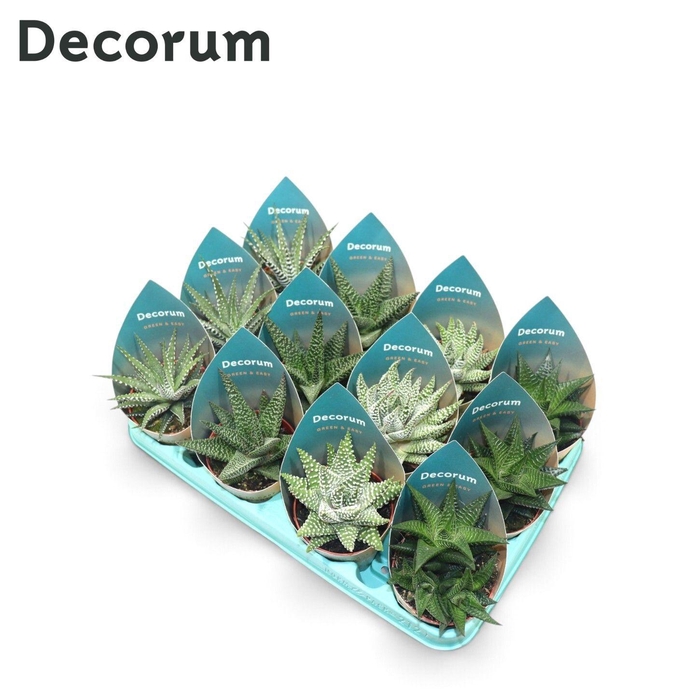 <h4>Haworthia Mix P8.5</h4>