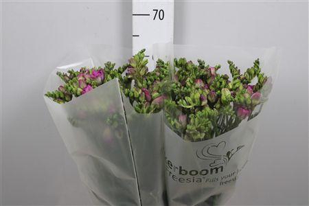 <h4>Fr Du Romantic Pink</h4>